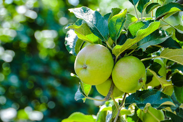 Grüner Apfel unreif am Baum
