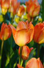 orange mixed yellow color of Tulips in the garden.