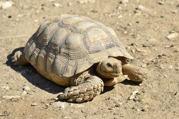 Closeup of African Spurred Tortoise or sulcata tortoise (Centrochelys sulcata) seen from front on ground