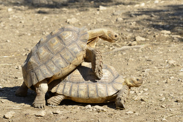 Mating of African Spurred Tortoises or sulcata tortoises (Centrochelys sulcata) seen from profile
