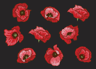 Poppy flowers set. Vector isolated blooming red poppies on black. Floral botanical illustration for design decor or holiday greetings template.