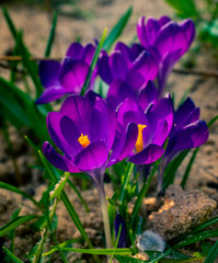 Fototapeta premium Hyacinth