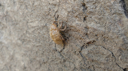 Cicada shell close up