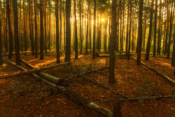 Fototapeta premium Autumn sketches. Landscape. Autumn colors. Sun rays.