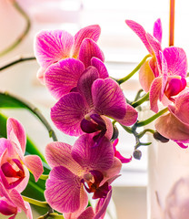 Orchid