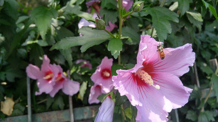 Obraz premium pink flower and bee