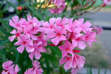 Naklejka premium pink flower