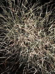 Firework