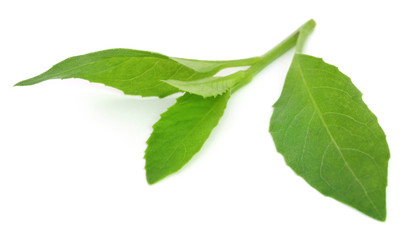 Longevity spinach used as herbal medicine