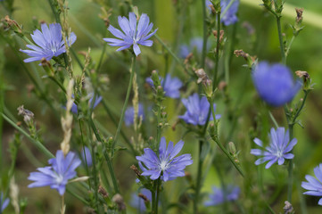 Flowers of blooming chicory