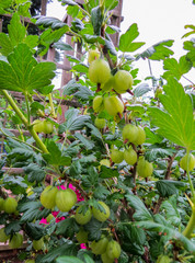 Fresh Green Gooseberries. Ripe Gooseberry In The Fruit Garden