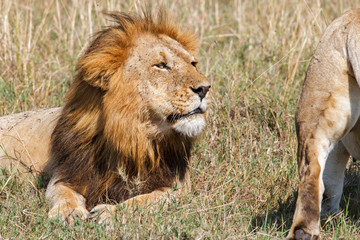 Interaction between a mating couple of lions in the Masai Mara National Park in Kenya