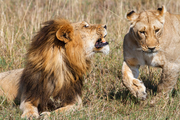 Interaction between a mating couple of lions in the Masai Mara National Park in Kenya
