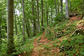 Obraz premium il sentiero nel faggeto