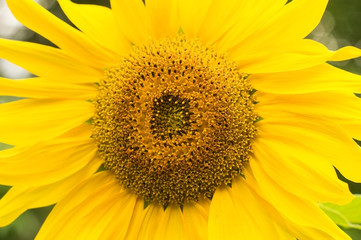 Blossoming sunflower. Close up
