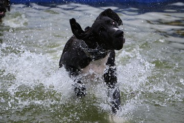 funny black great dane is running in the pool