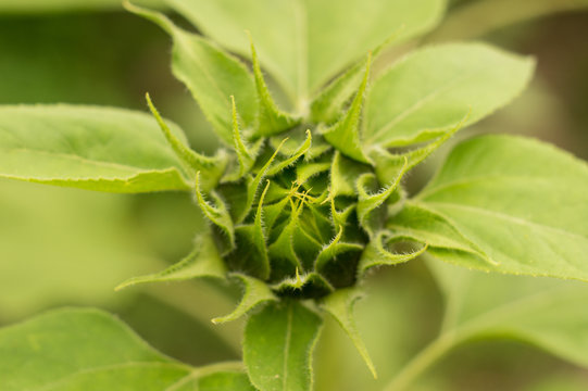 Green bud of sunflower. Close up