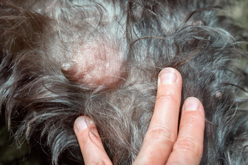 The hand shows mastitis on the chest of an animal, the concept of veterinary care.