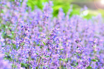 Nepeta (German name is Katzenminzen).
Purple or violet flower in the garden with lens flare.