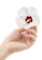 A woman's hand holds a flower of hibiscus, isolated on white background