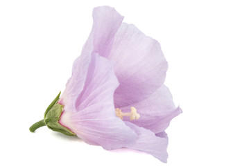 Obraz na płótnie Canvas Flower of hibiscus, isolated on white background