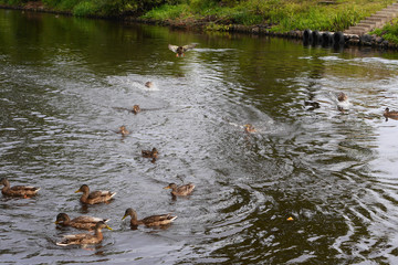 A huge number of water ducks in a small clear lake near the shore
