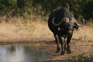 Obraz premium Buffalo in the Kruger National Park, South Africa