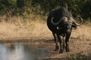 Buffalo in the Kruger National Park, South Africa