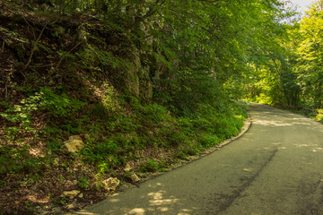 Fototapeta na wymiar lonely concrete car road in summer green nature forest environment 