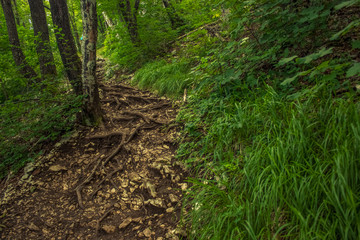 small lonely ground trail in green summer nature forest mountain landscape