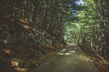 lonely concrete car road in summer green nature forest  environment 