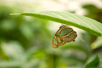 Schmetterling