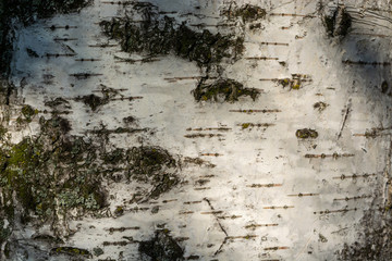 close-up. the bark of the Birch tree background