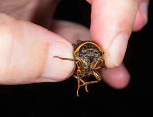 insect produces an unpleasant sound of Cicada in male fingers close-up on a black background