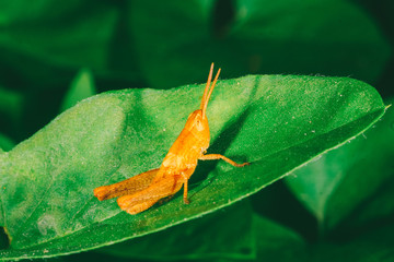 a small orange grasshopper sits on a green leaf