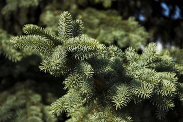 A beautiful sprig of blue spruce listed in the red book