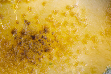 Backgrounds of Colony Characteristics of Fungus and algae in petri dish for education.