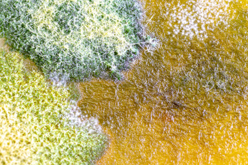 Backgrounds of Colony Characteristics of Fungus and algae in petri dish for education.