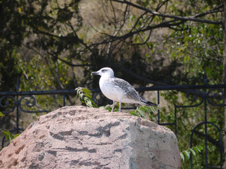 on a large stone sits a white gull bird on the background of an iron forged fence and green coniferous and deciduous trees. place of rest and tourism