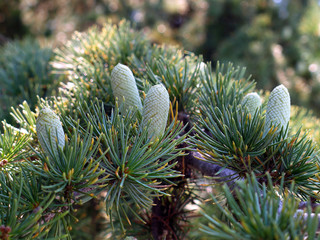 green spruce branches with delightful mischievous needles and fresh young cones