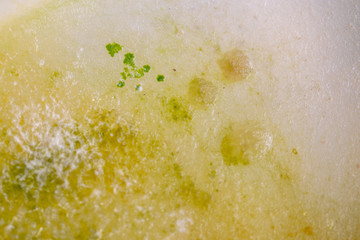 Backgrounds of Colony Characteristics of Fungus and algae in petri dish for education.