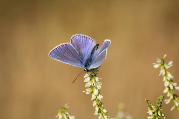 Bläuling auf Pflanze
