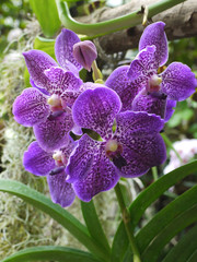beautiful large blossoming buds of purple orchids