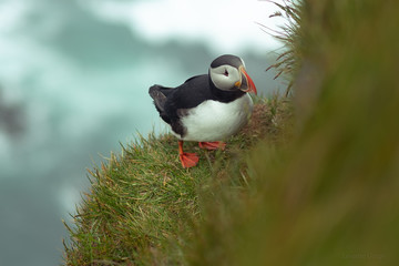 Atlantic puffin