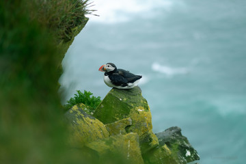 Atlantic Puffin