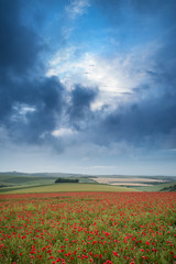 Beautiful landscape image of vibrant poppy field at sunrise in South Downs National Park