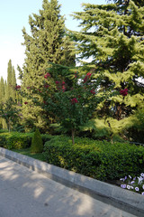 Fototapeta na wymiar A promenade park alley with beautiful decorative greenery along its sides