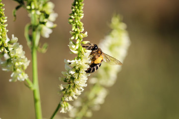 Biene, Hummel an Pflanze