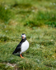 Colorful Atlantic Puffin or Comon Puffin Fratercula Arctica in Northumberland England on bright Spring day