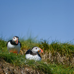 Colorful Atlantic Puffin or Comon Puffin Fratercula Arctica in Northumberland England on bright Spring day
